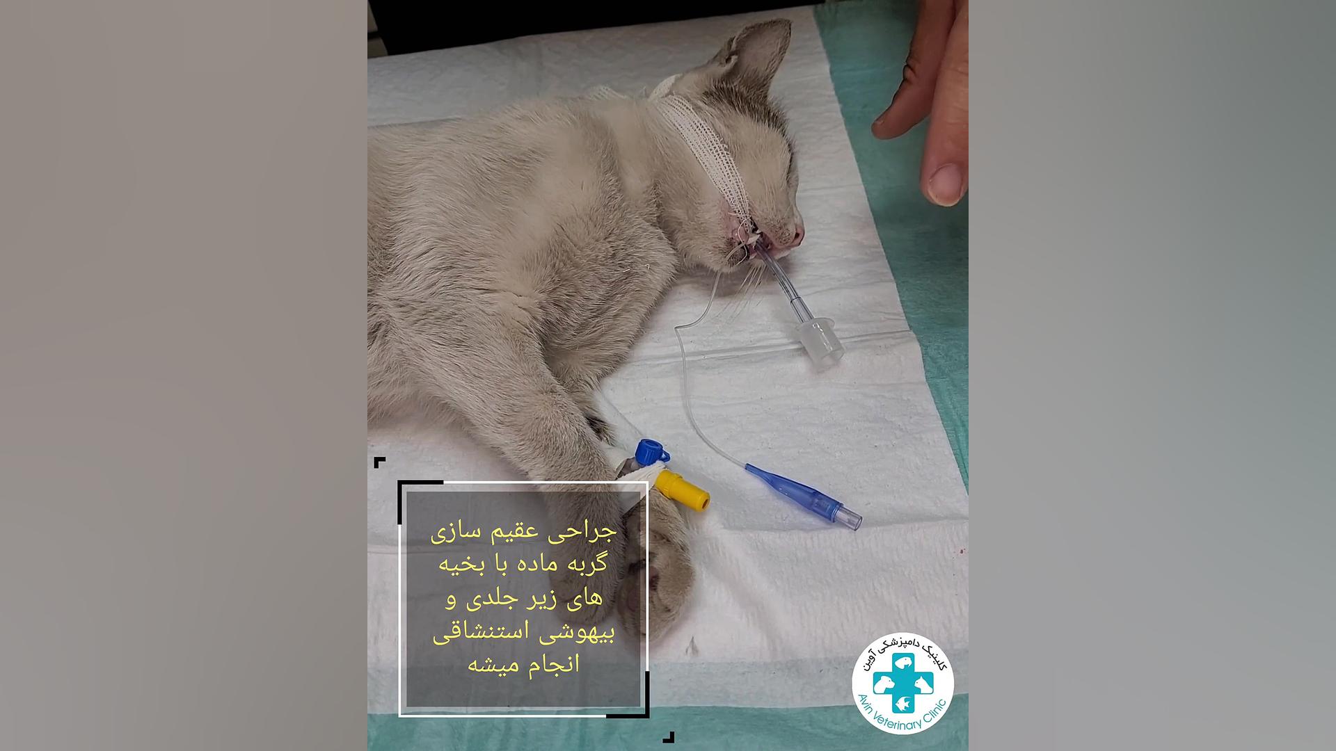 جراحی عقیم سازی گربه دکتر علی برهانی کیا
