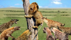 حیات وحش  جنگ و نبرد فیل با تم...