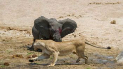 مستندی زیبا از حیات وحش  شکار...