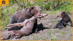 خرس ها بی رحمانه شکار می کنند...