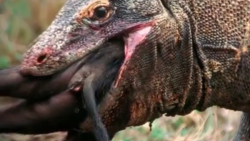 حیات وحش  مستندی زیبا از شکار...