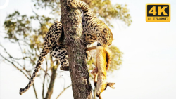 مستند حیوانات  پلنگ های قدرتمن...