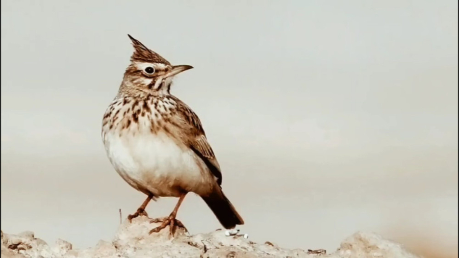 bimaculated-lark-sound