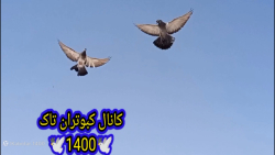پرواز کبوتر تهرانی تازه جلد (...