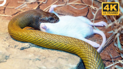 سمی ترین مار دنیا! یک قطره می...