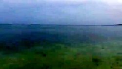 فیلم باورنکردنی از حضور گروهی کوسه ها در سواحل قشم فیلم باورنکردنی از حضور گروهی کوسه ها در سواحل قشم