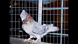 کبوترهای ایرانی پرشی