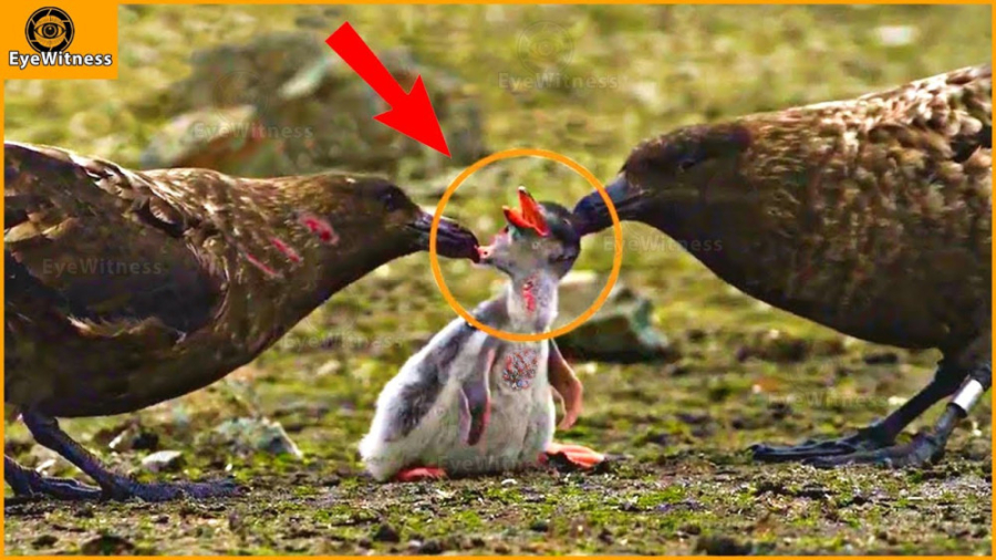 حیوانات بدشانس با پرندگان ترسن...