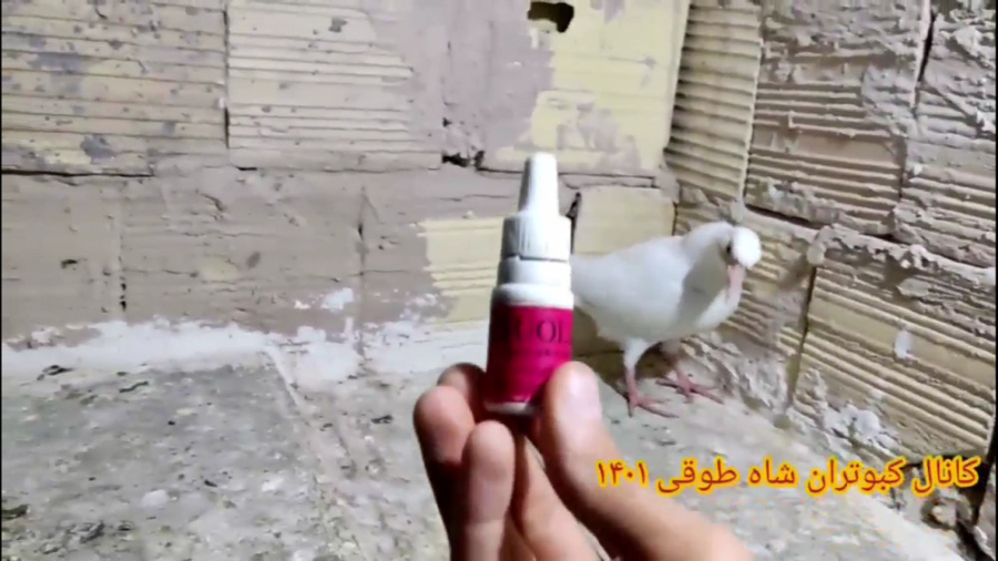 علت و درمان کله گیجی کبوتران زمان409ثانیه