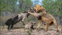 جنگ شیر و گراز || شکار حیوانات...