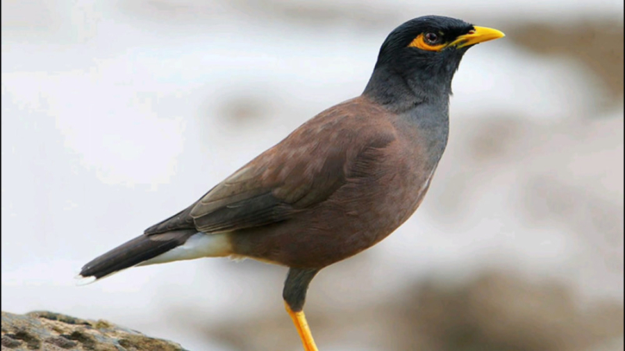 صدای مرغ مینا - the sound of myna bird دماغ آلبالویی