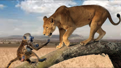 جنگ حیات وحش | بابون موفق به ف...