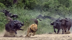 حیات وحش  حمله گاو میش ها به ش...