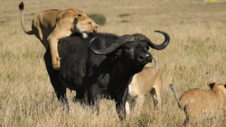 حیات وحش  شکار نفس گیر گاو میش...