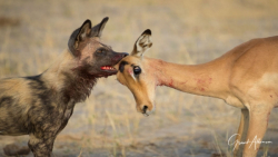 حیات وحش  شکار نفس گیر آهو توس...