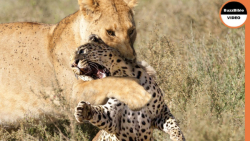 جنگ شیر و پلنگ | نبرد حیوانات...