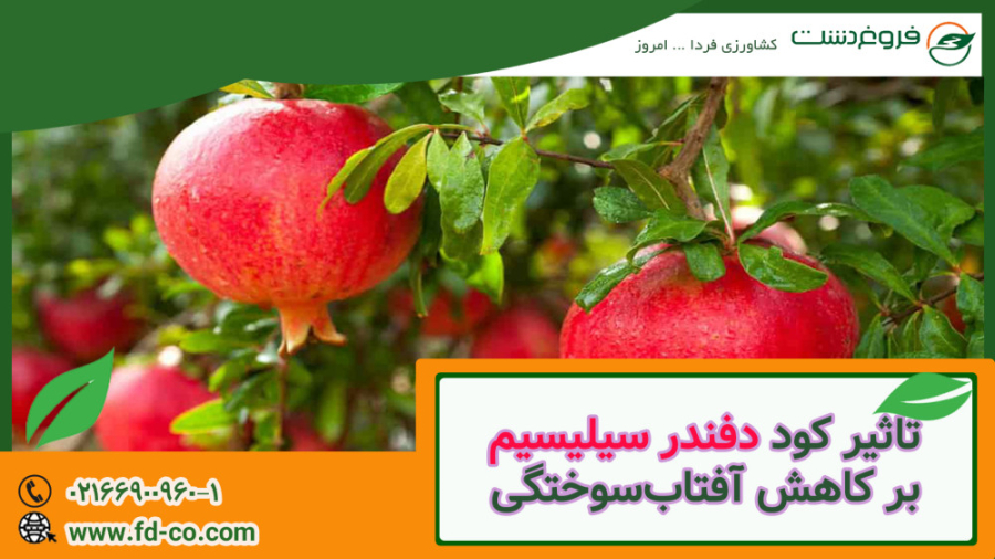 کود جلوگیری کننده از آفتاب سوختگی انار زیبایی پوست
