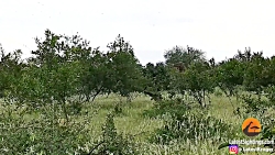 مستند حیوانات وحشی  جنگ حیوانا...