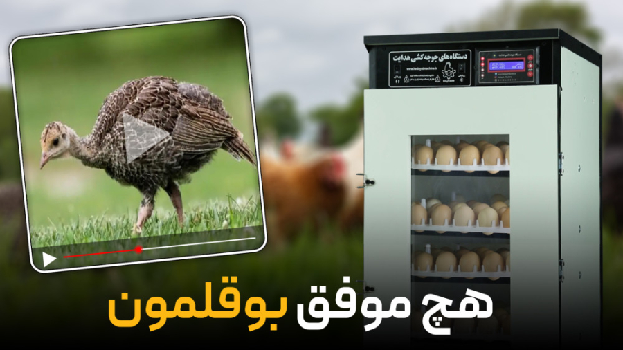 جوجه کشی بوقلمون با دستگاه جوجه کشی هدایت منافذ باز پوست
