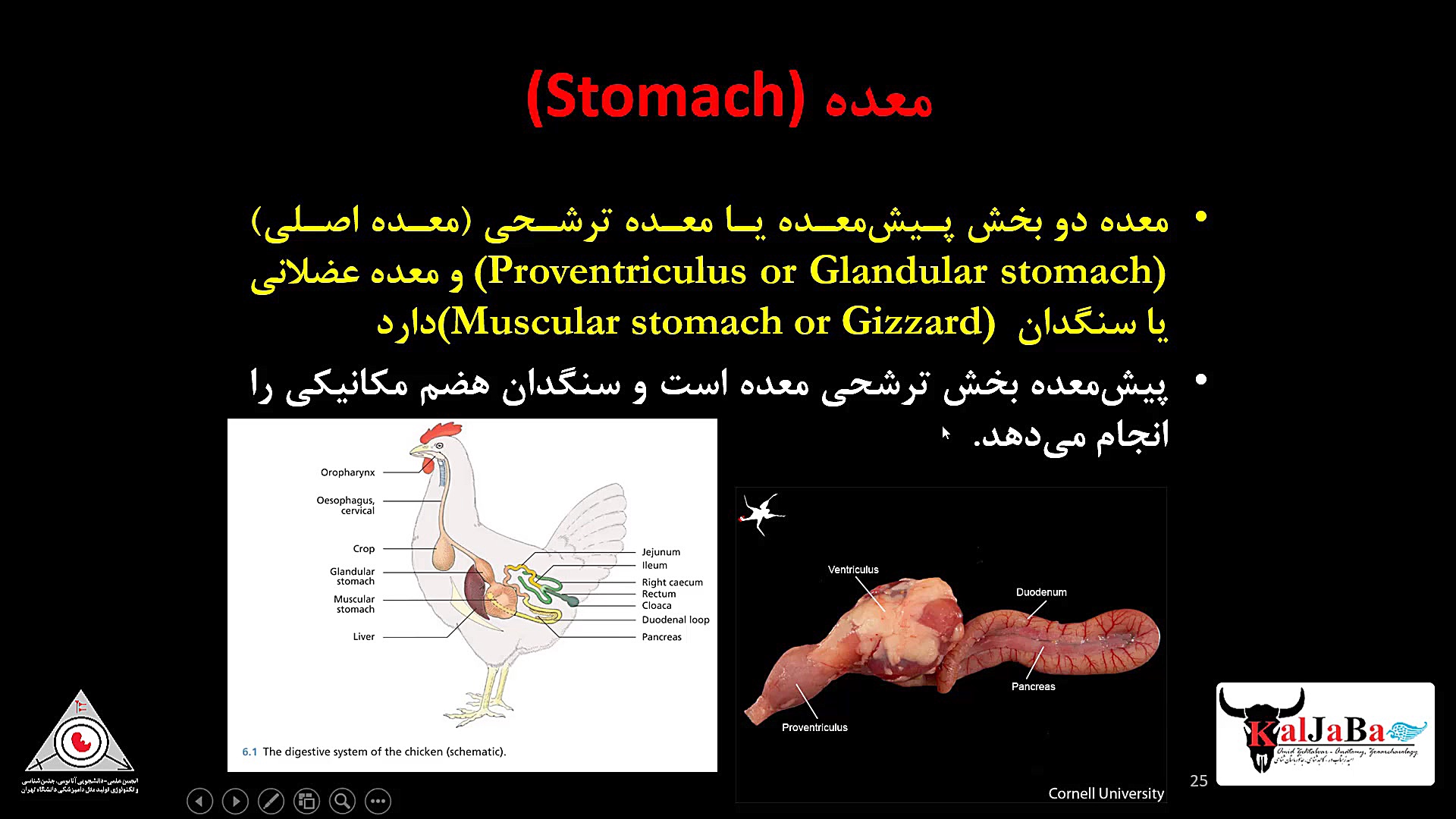 کلاس مجازی آناتومی سیستماتیک2 دامپزشکی، پرندگان، بخش دهم ترمیم زیبایی دندان