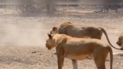 حیات وحش  نبرد دیدنی گاو میش ه...