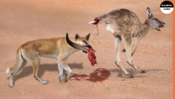 مستند حیات وحش ، حمله سگهای دی...