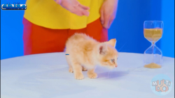 چالش خنده دار  قسمت 3  موش فرا...