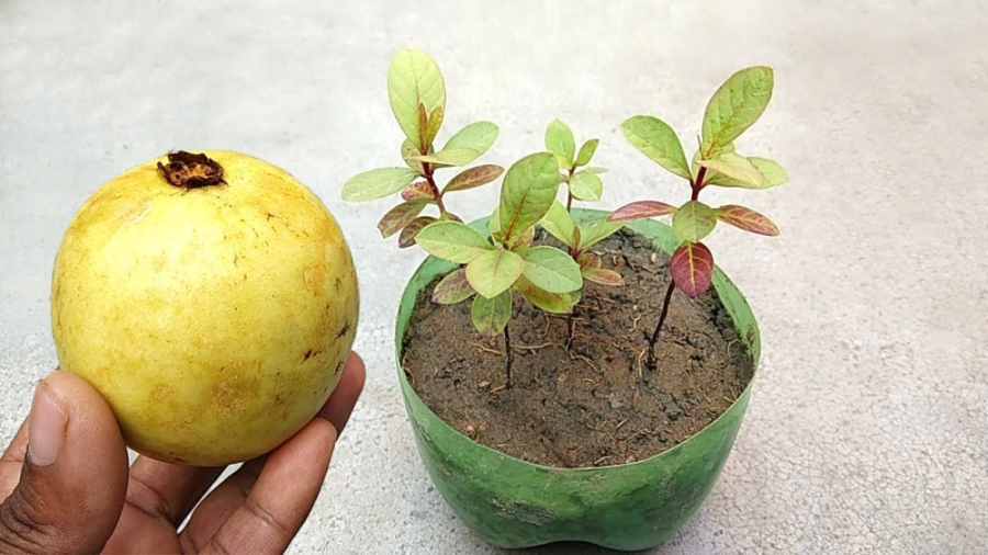 گیاه گواوا را به راحتی در خانه پرورش دهید | جوانه زنی بذر گواوا