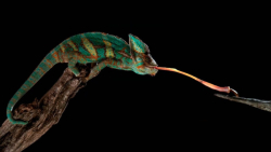 مبارزه حیوانات وحشی  جنگ عنکبو...