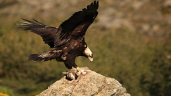 چگونه عقاب در طبیعت موفق به شک...