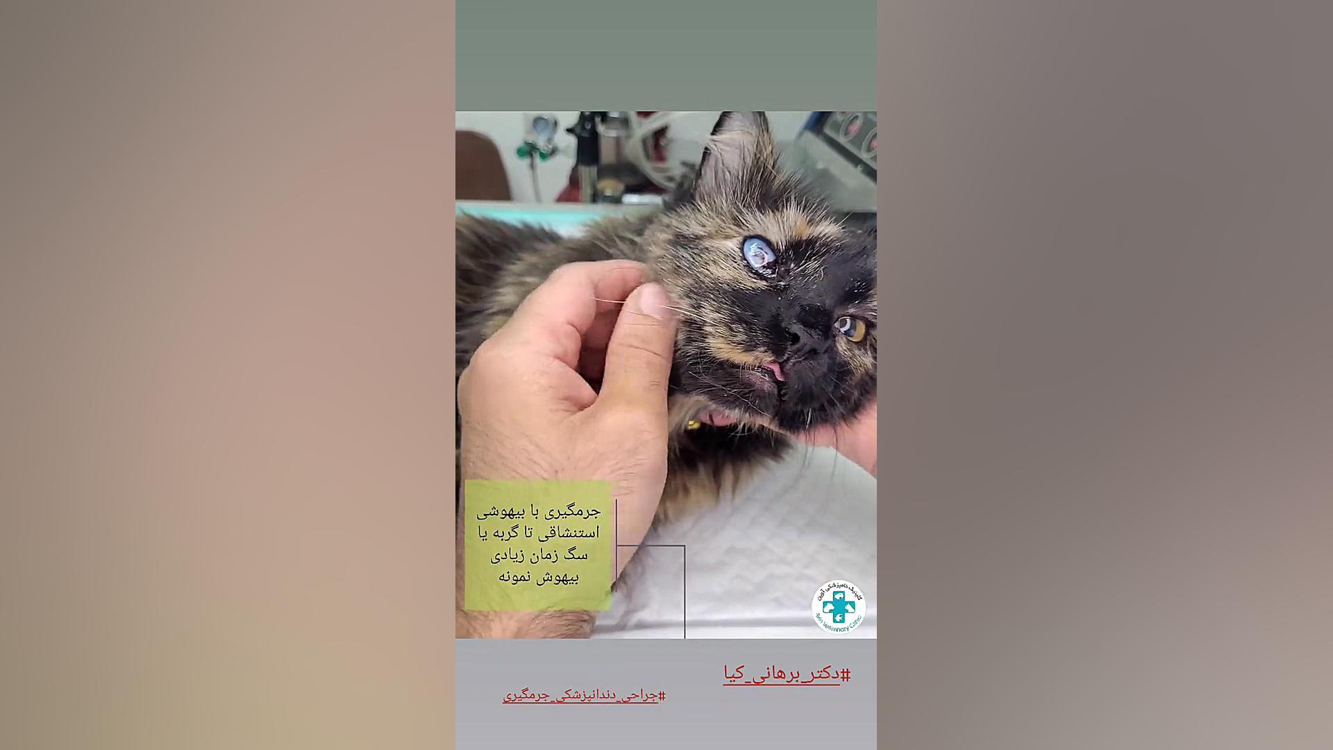جرمگیری دندان گربه دکتر علی برهانی کیا