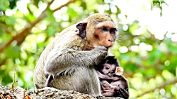 مستند کوتاه از زندگی میمون ها...