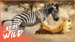 مبارزه گورخر با حمله شیر | اقا...