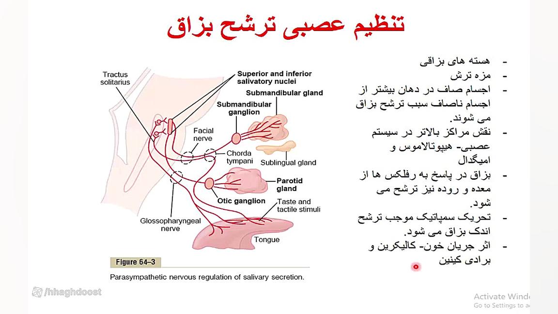 فیزیولوژی گوارش: ترشحات در دستگاه گوارش 1 ترمیم زیبایی دندان