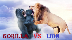 گوریلا در مقابل شیر  شیر در مق...