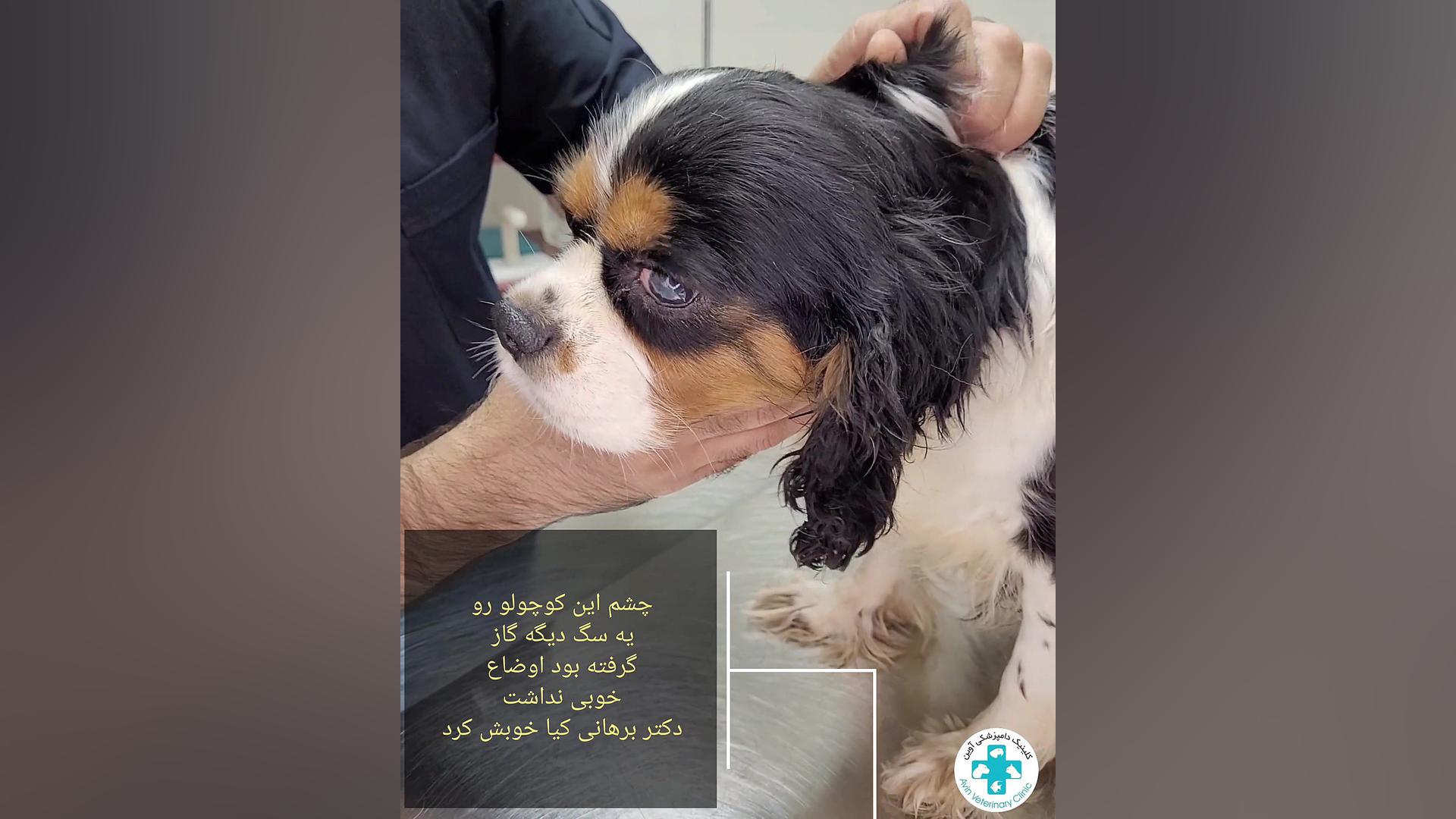 جراحی چشم سگ دکتر علی برهانی کیا