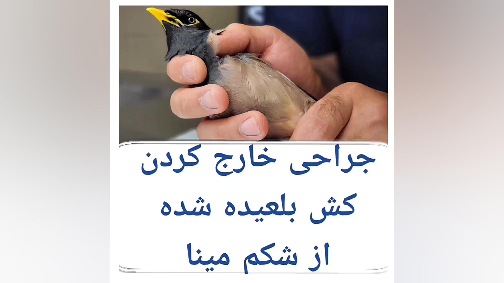 جراحی کش بلعیده شده از شکم مرغ مینا دکتر علی برهانی کیا