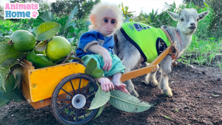 بچه میمون و برداشت سیب با بز...
