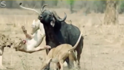 حیات وحش  نبردی سخت بین شیرها...