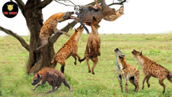 حیات وحش جهان | لحظات حماسی کف...