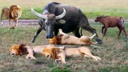 جنگ شگفت انگیز حیوانات :: شیر...