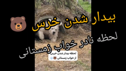 لحظه نادر بیدارشدن خرس از خواب...