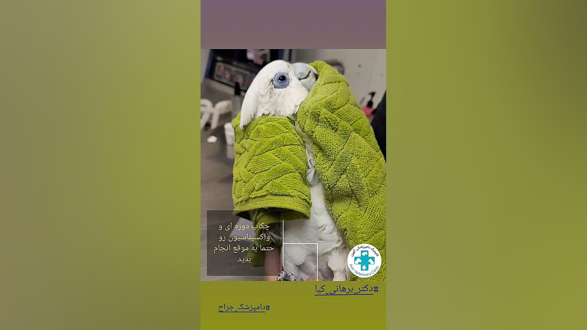 چکاپ دوره ای پرندگان دکتر علی برهانی کیا