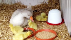 کلیپ کوتاه از غوغاز وقتی مامان...