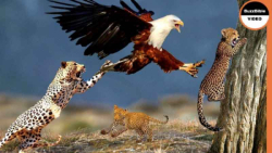 جنگ حیوانات وحشی  عقاب بچه پلن...