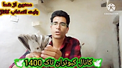 نکاتی در مورد پر کبوتر درخواست...