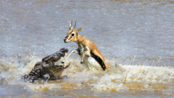 مستند حیات وحش | جنگ تمساح برا...