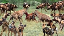 حیات وحش  گرفتن شکار از دست پل...