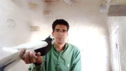 نکاتی در مورد غلط کبوترای یهود...
