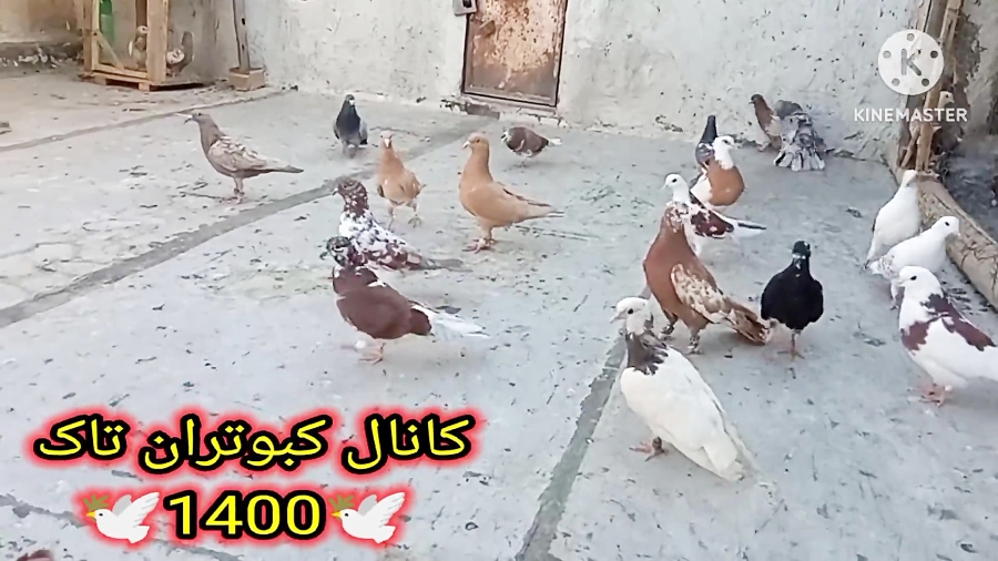 نکاتی در مورد تمرین دادن وجلد...